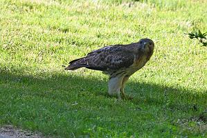 066 Hawk, Red-tailed, 2023-05272589 Mount Auburn Cemetery, MA